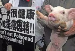 猪哼爆料老林视频大全,揭秘老林视频大全背后的精彩故事