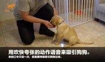 狗崽爆料视频大全集,揭秘视频大全集背后的惊人真相