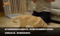 狗崽爆料视频大全集,揭秘视频大全集背后的惊人真相